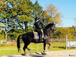 hästservice finnes: Inridning - utbildning - försäljning i Västervik - Annons 1