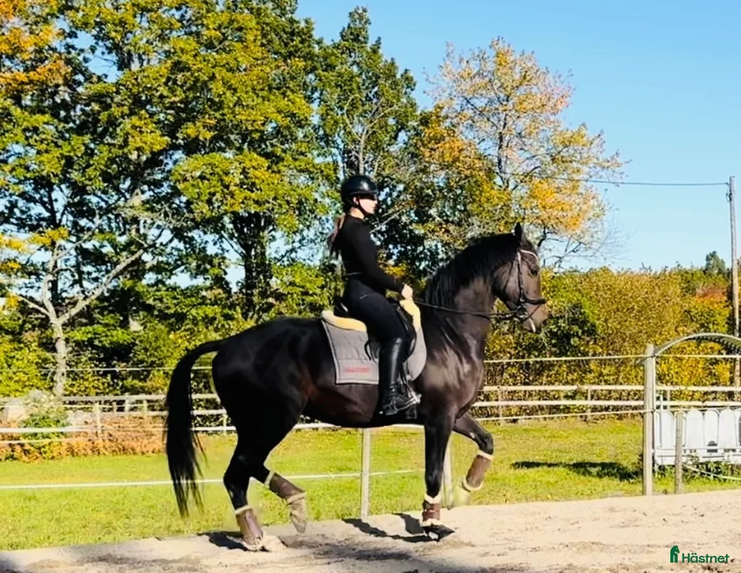  hästservice finnes: Inridning - utbildning - försäljning i Västervik - Annons 1