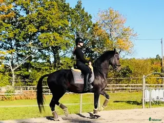 hästservice Inridning - utbildning - försäljning i Västervik - Annons 5