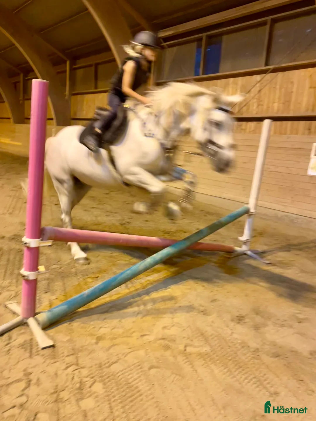 Hoppning hästar till salu: Snäll maxad D-ponny med kapacitet 🦄 - Annons 18