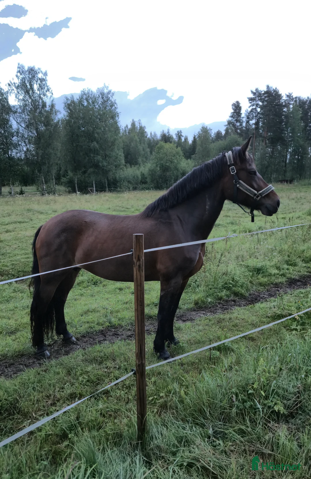 Allround hästar till salu: Snyggt Kallblodssto - Annons 3