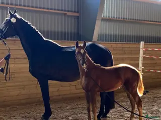 hästar Kvalitetshäst med meriterat möderne! - Annons 6