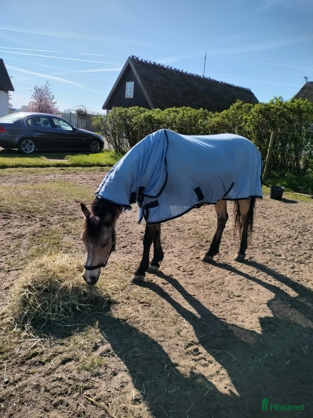 Allround hästar till salu: Maxad b-ponny - Annons 2