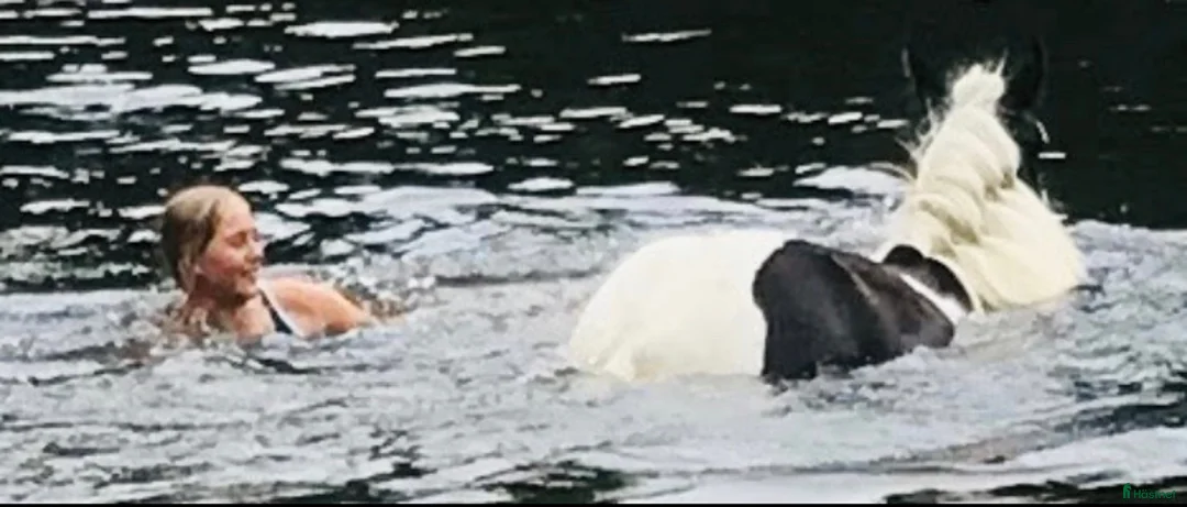 Allround hästar till salu: Charmören Jessie i Ronneby - Annons 3