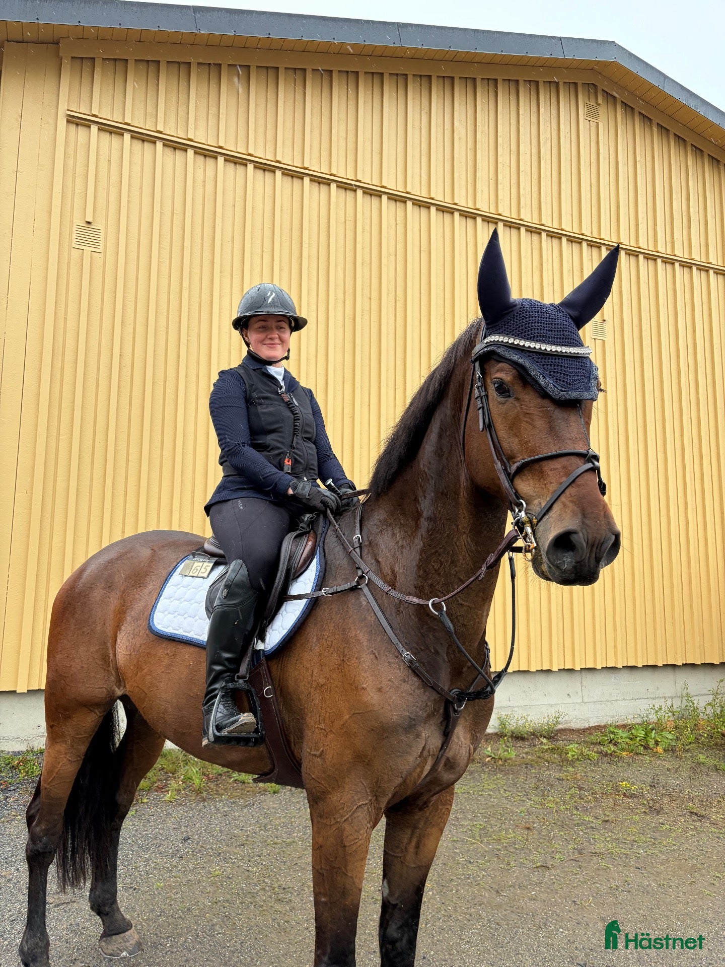  hästar Pigg sporthäst - Annons 2