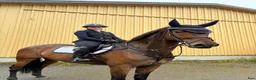 Hoppning hästar till salu: Pigg sporthäst - Annons 2