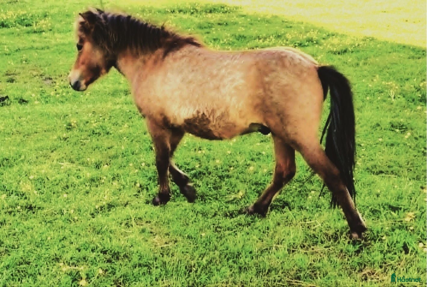  hästar Mycket trevligt hingst 1 år Reg. AMHA.  - Annons 1