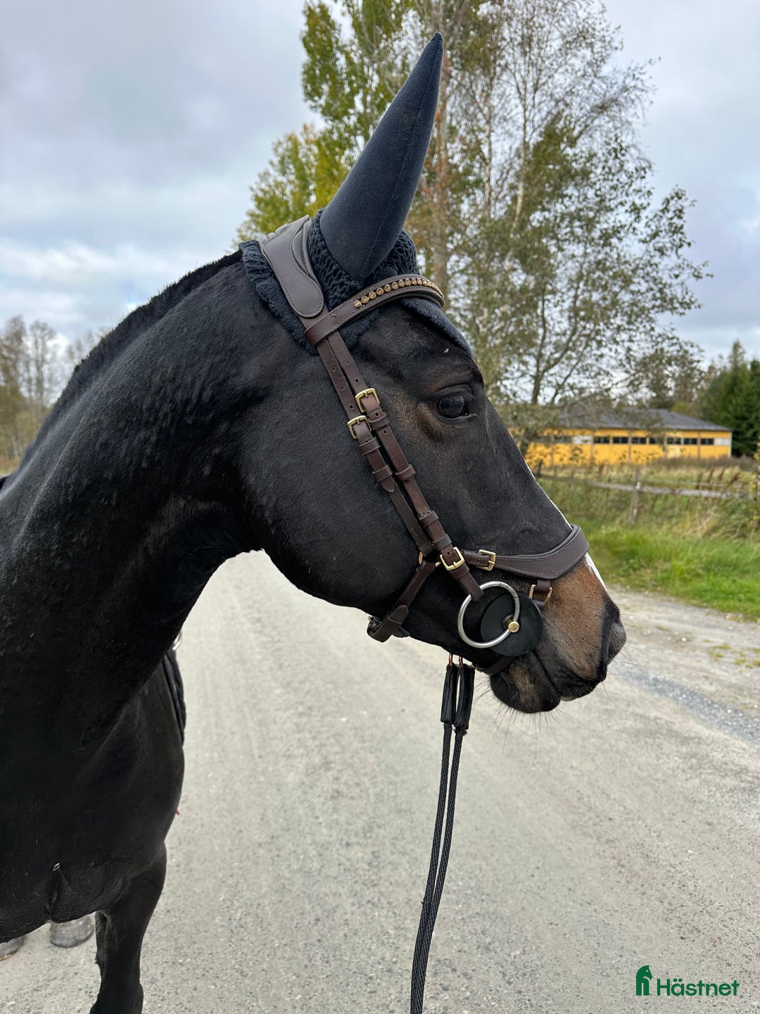 Allround hästar till salu: Godhjärtad Framtidsponny  i Nora - Annons 4