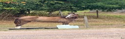 Avelshästar hästar till salu: Bedårande sto för framtiden - Annons 1