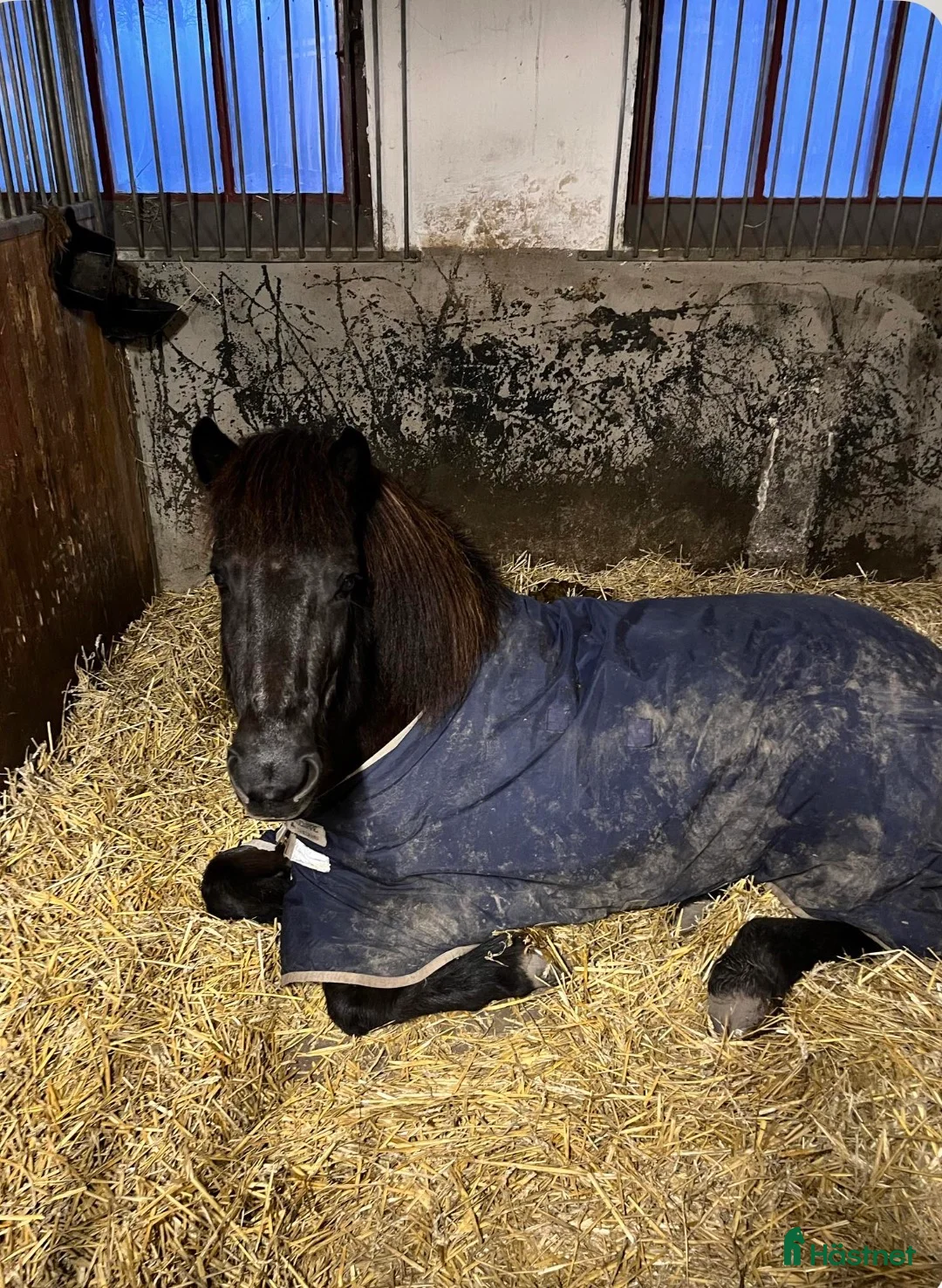 Island hästar till salu: Islandsto - Annons 6