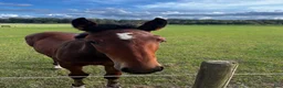 Hoppning hästar till salu: Hingst e. Atlantic-Canvas Plus - Annons 4