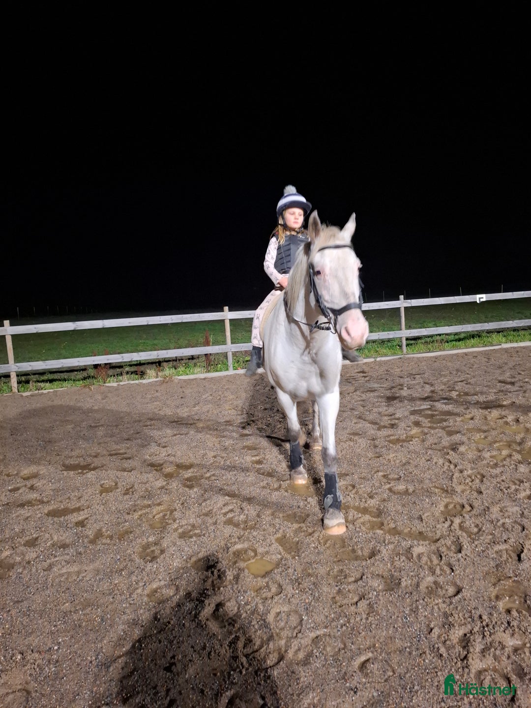 Allround hästar till salu: Vår fina Milou letar ny bästa kompis i Nyköping - Annons 3