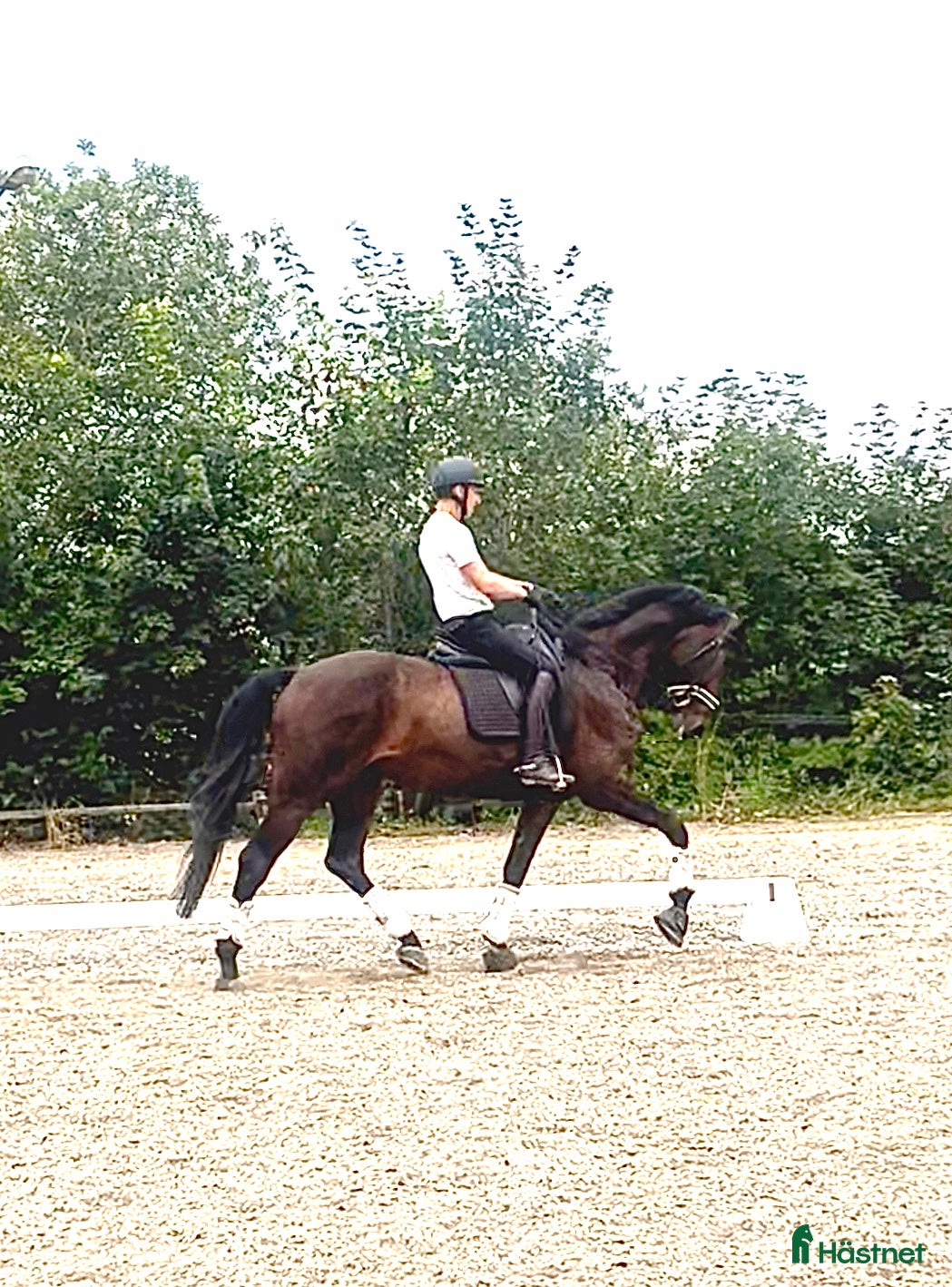  hästar 8 årig valack med mycket kvalitet i Örsundsbro - Annons 20