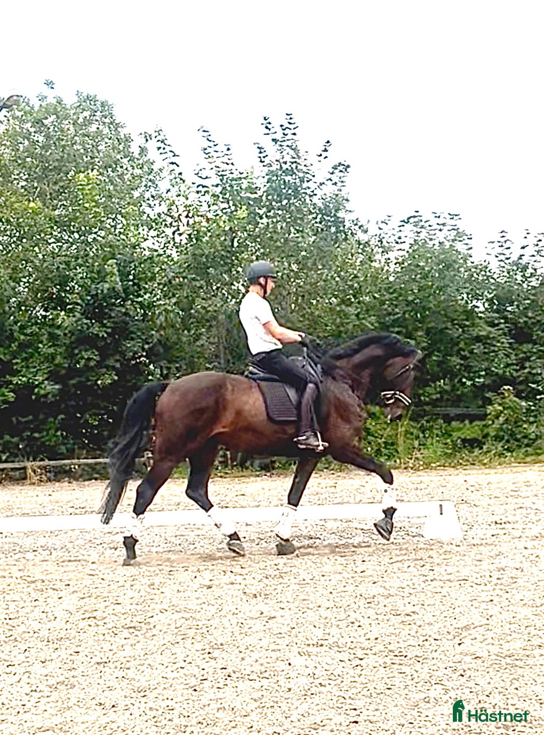 Dressyr hästar till salu: 8 årig valack med mycket kvalitet i Örsundsbro - Annons 1