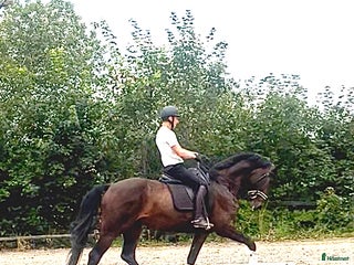 hästar 8 årig valack med mycket kvalitet i Örsundsbro - Annons 18