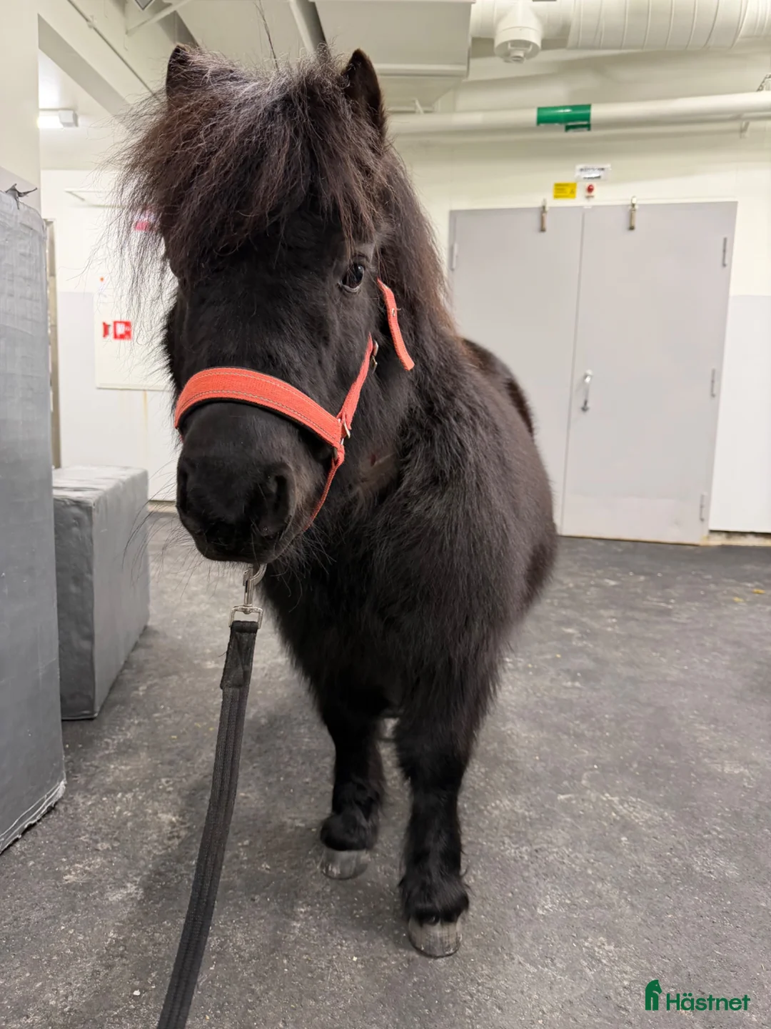 Övrigt hästar till salu: A & C ponny sällskap/promenad - Annons 2