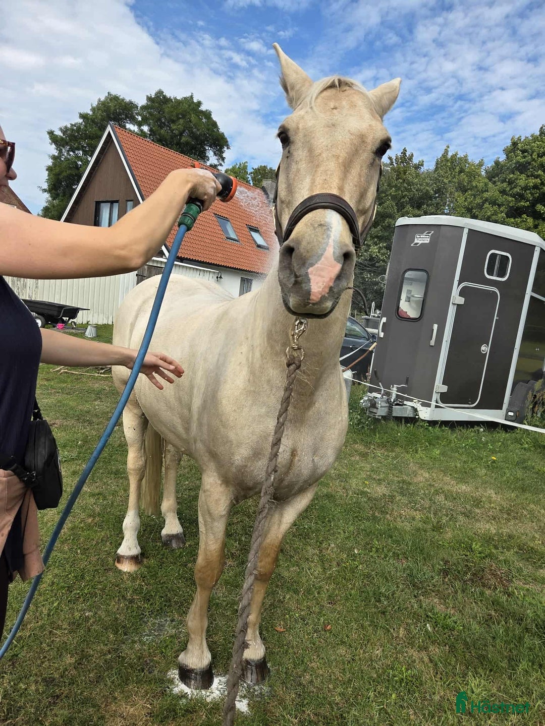 Akademiskt hästar till salu: Underbar valack  i Asmundtorp - Annons 6