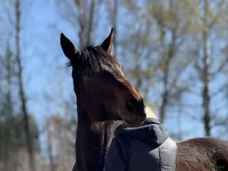 hästar Snäll varmblod - Annons 6