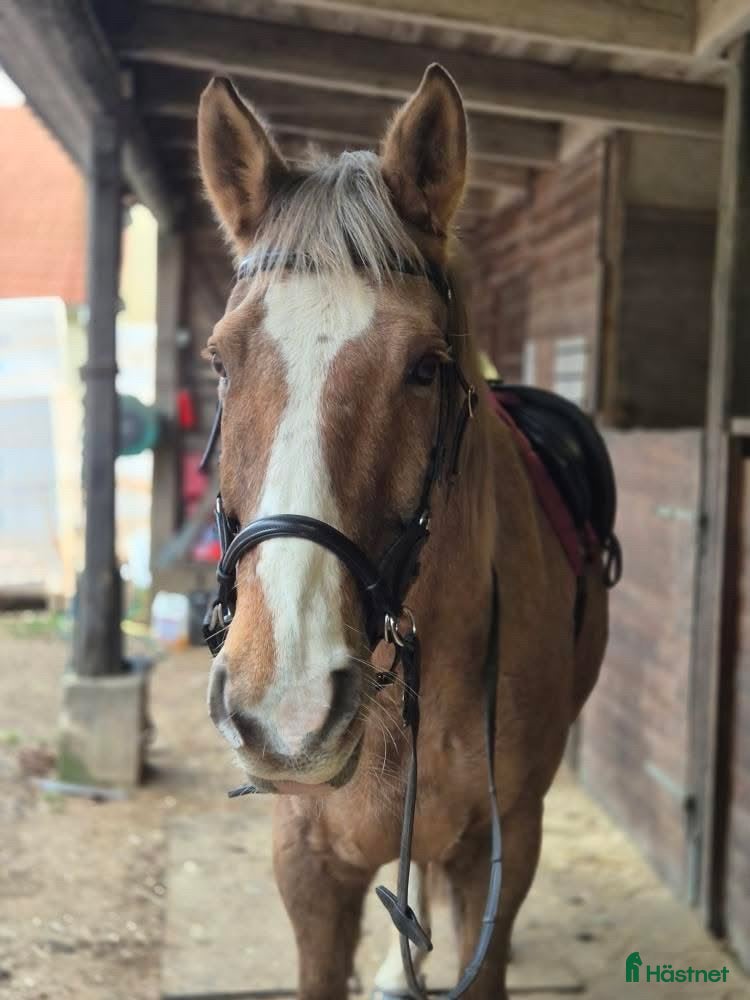  foderhäst Foder inom Skåne/halland/blekinge  i Oxie - Annons 6