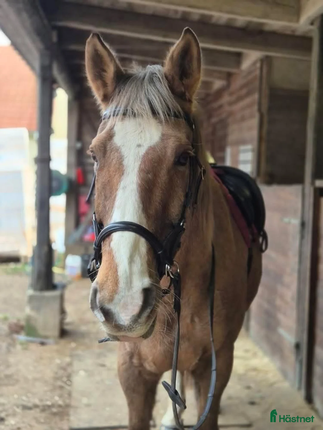  foderhäst finnes: Foder inom Skåne/halland/blekinge  i Oxie - Annons 1