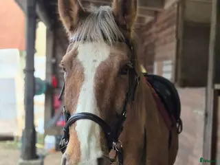 foderhäst Foder inom Skåne/halland/blekinge i Oxie - Annons 11