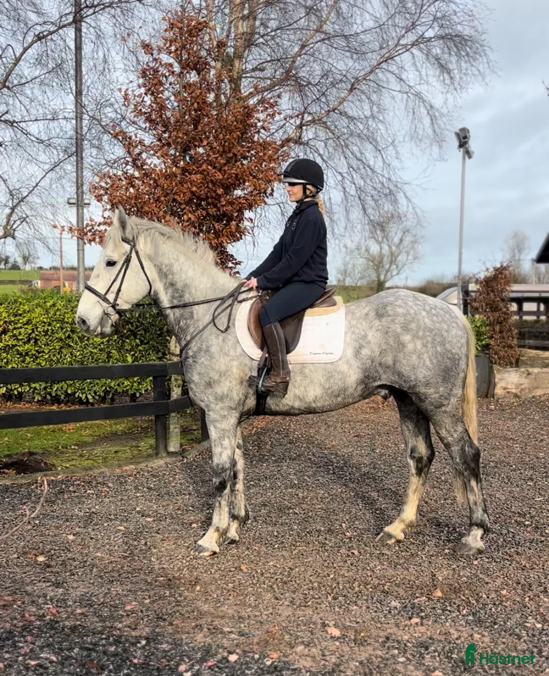 Allround hästar till salu: Gentlemen Irish Draught i Stockholm - Annons 5