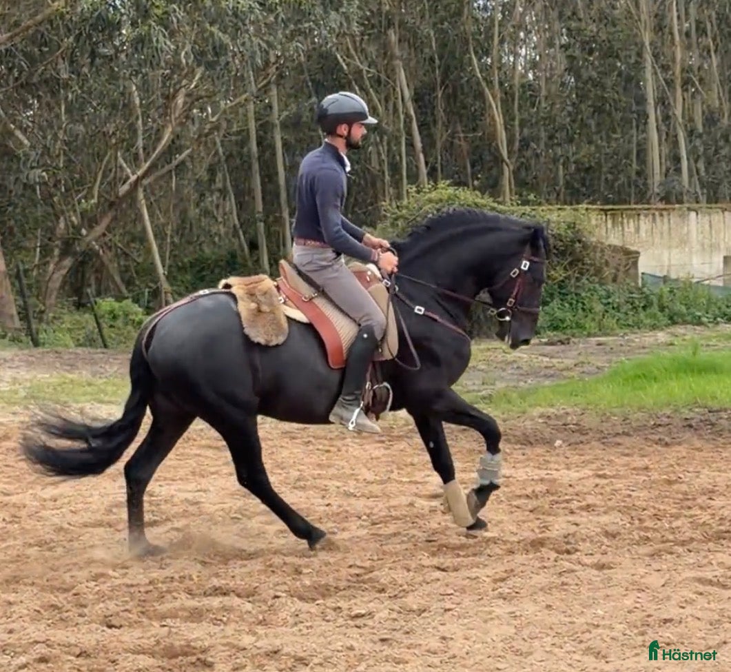 hästar Sort 6 års Lusitano - Annons 1