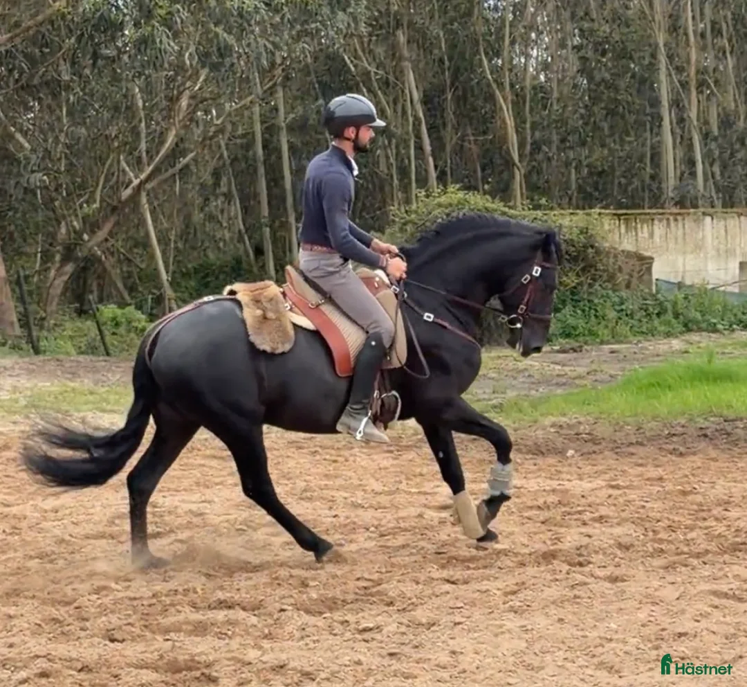 Working Equitation hästar till salu: Sort 6 års Lusitano - Annons 1