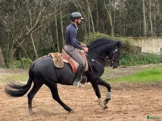 hästar Sort 6 års Lusitano - Annons 3