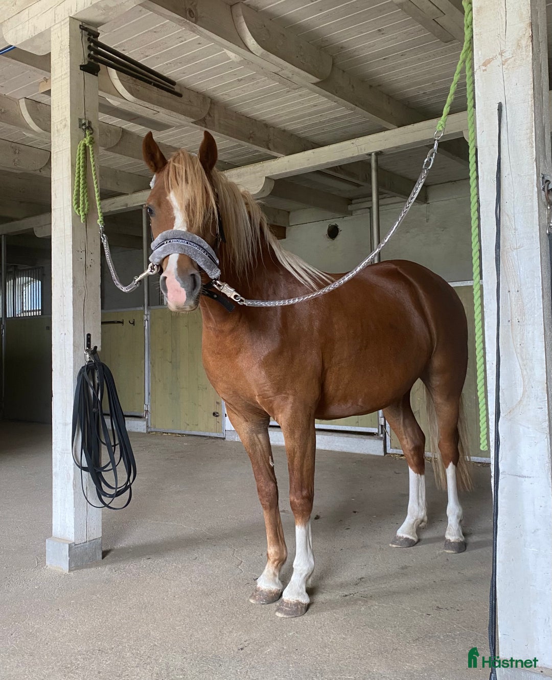 Allround hästar till salu: Welsh partbreed - drömponny! i Köping - Annons 3