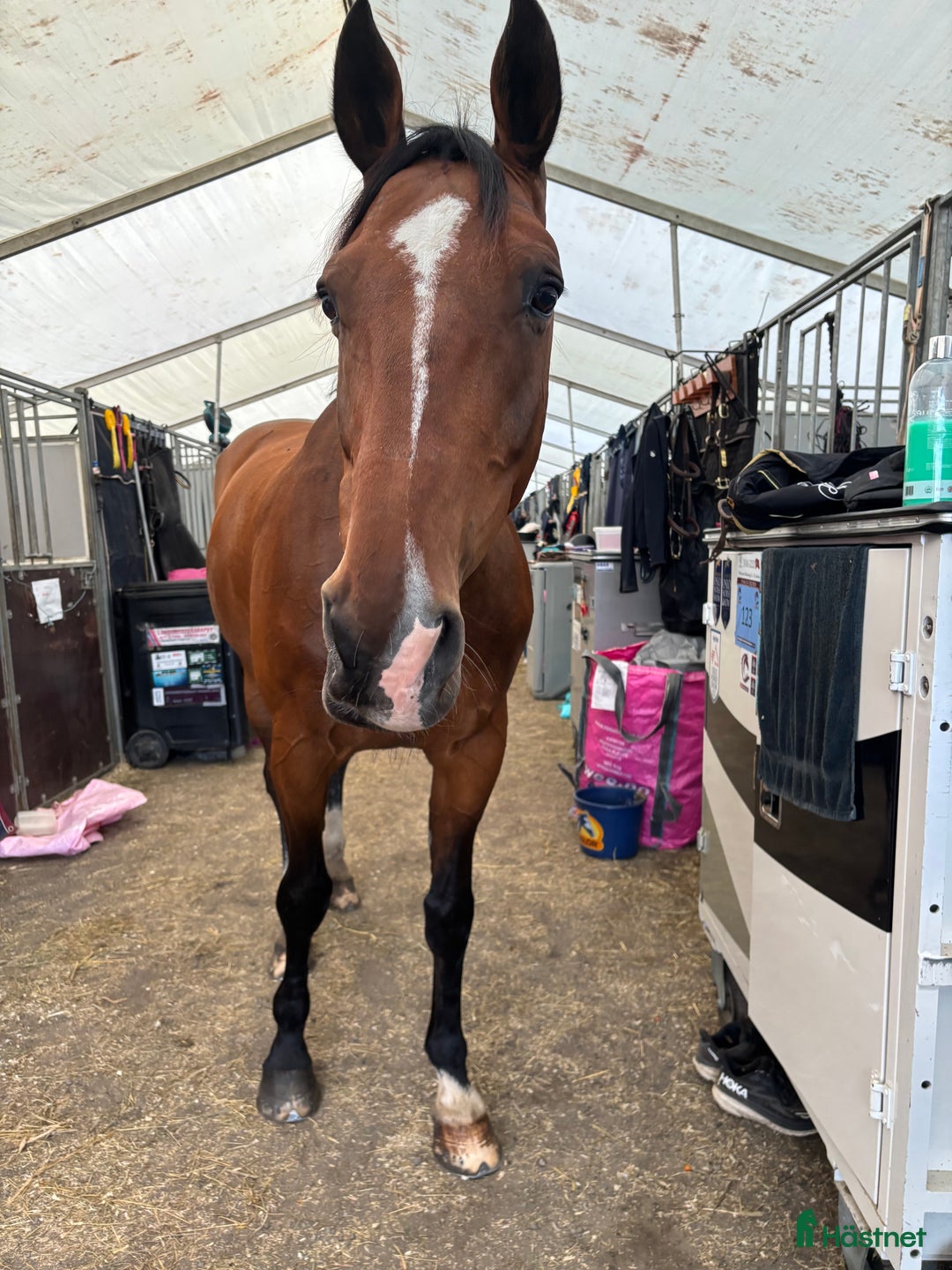 Hoppning hästar till salu: Magisk sprang hest, junior/youngrider i Aksdal - Annons 11