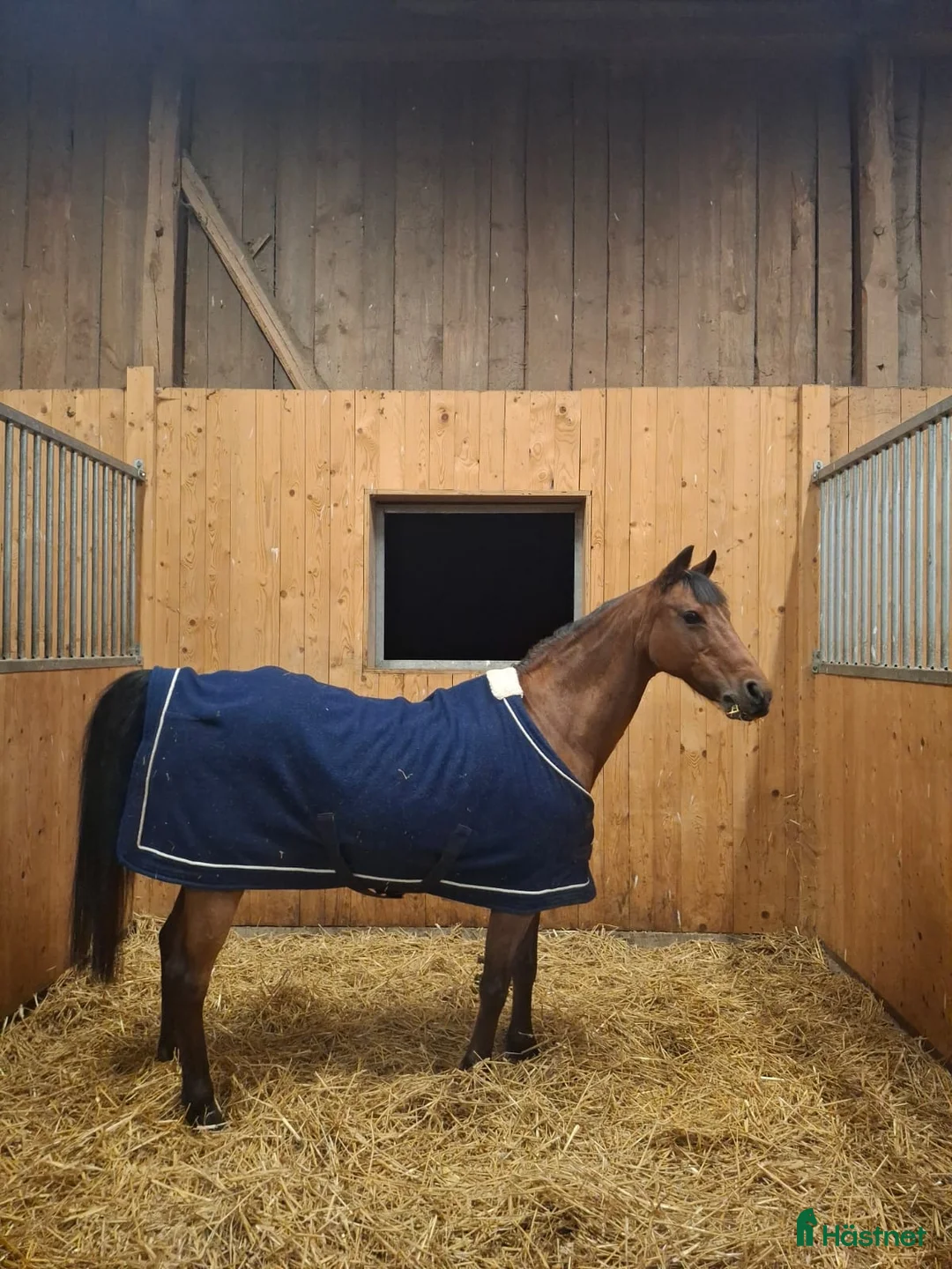 Dressyr hästar till salu: Fantastisk läromästare - Annons 4