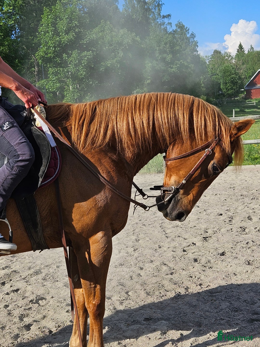 Western hästar till salu: Liten kille med stort hjärta i Skövde - Annons 2