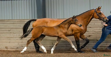  hästar i Söderköping - Annons 4