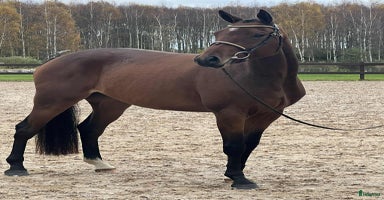  hästar i Tollarp - Annons 7