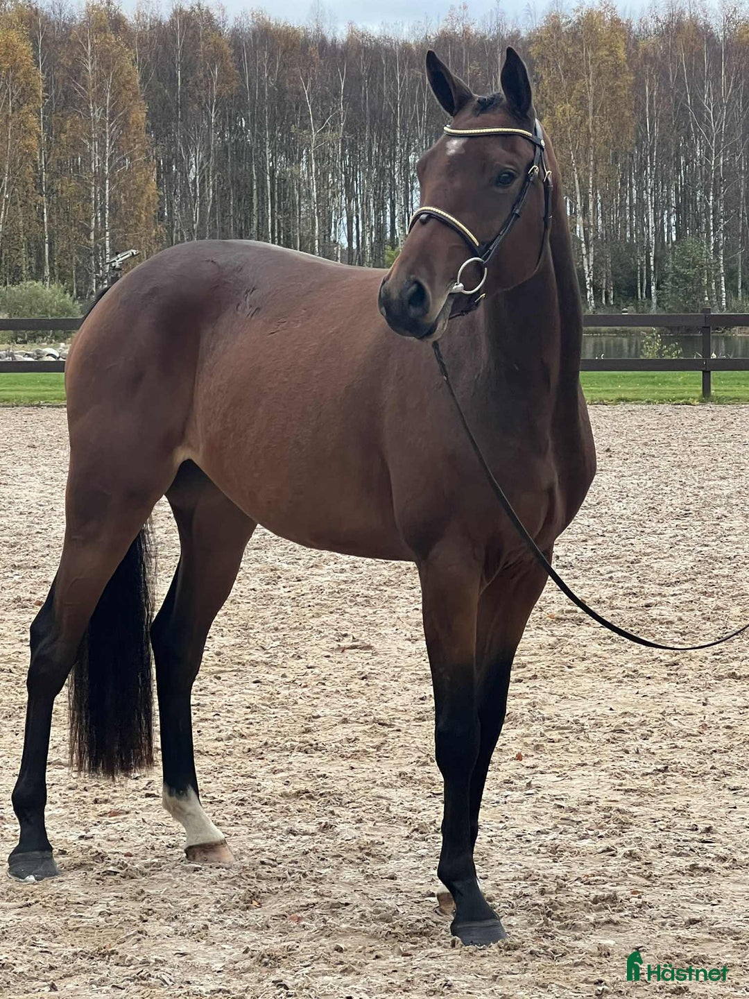 Hoppning hästar till salu: Diplomsto för toppsporten, besiktad+röntgad. i Tollarp - Annons 3