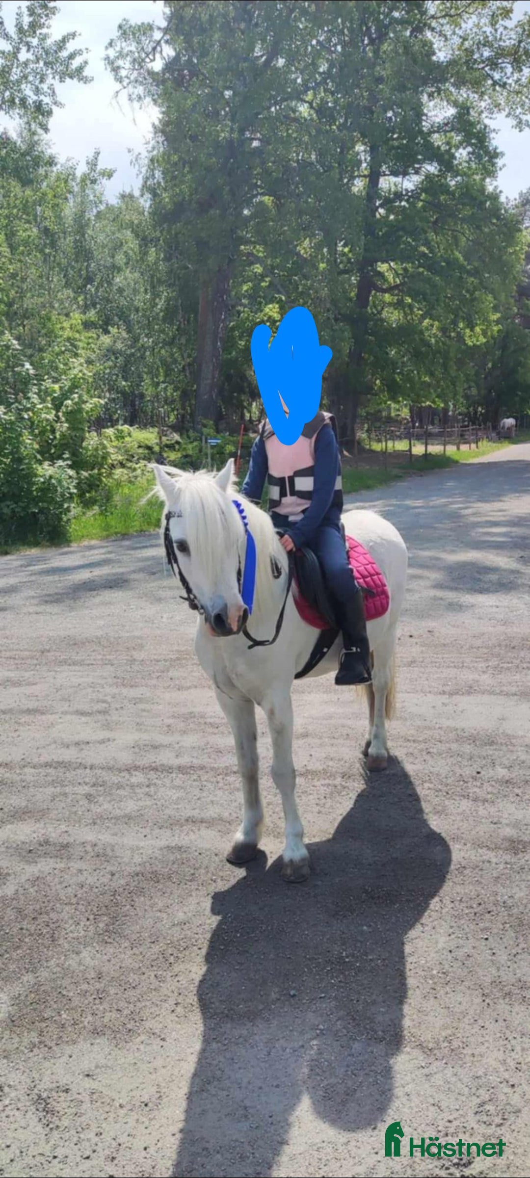 Allround hästar till salu: Sockersöt welsh mountain i Östhammar - Annons 1