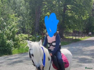 hästar Sockersöt welsh mountain i Östhammar - Annons 5