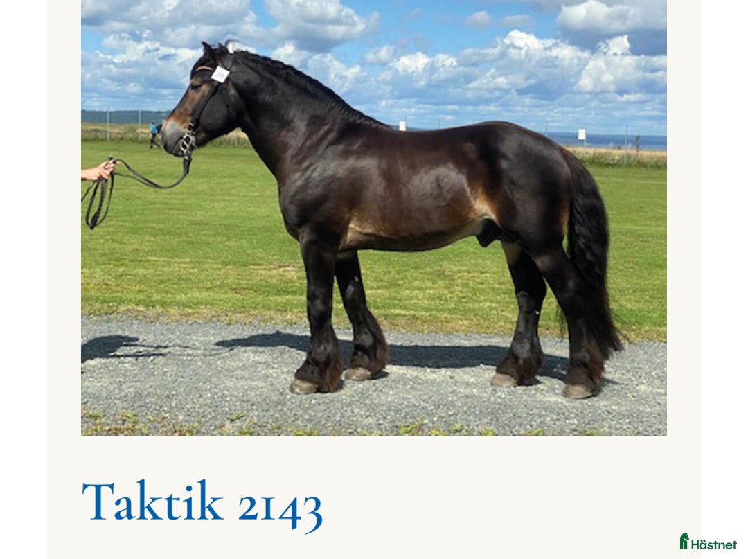 Allround hästar till salu: En framtids stjärna i Åtvidaberg - Annons 6