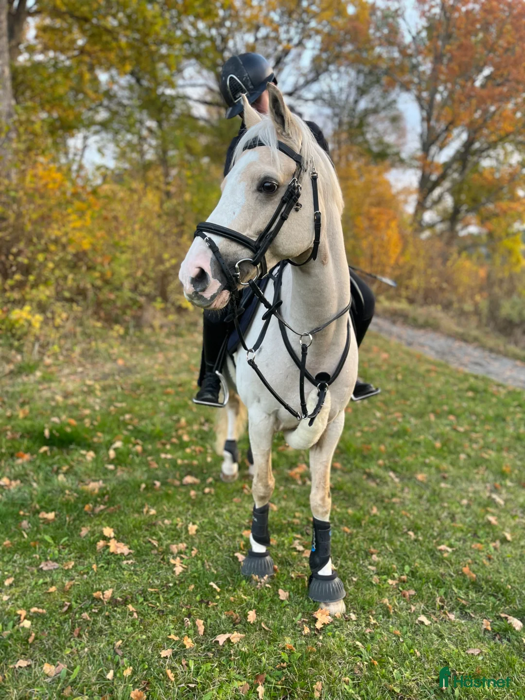 Allround hästar till salu: Charmig och glad c-ponny söker nytt hem! - Annons 1