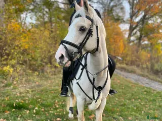hästar Charmig och glad c-ponny söker nytt hem! - Annons 2