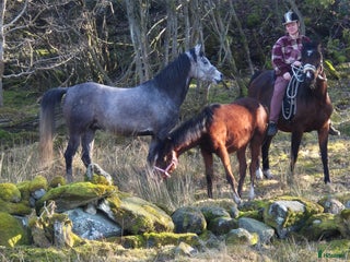 medryttarhäst finnes: Söker medryttare i Kärna - Annons 1