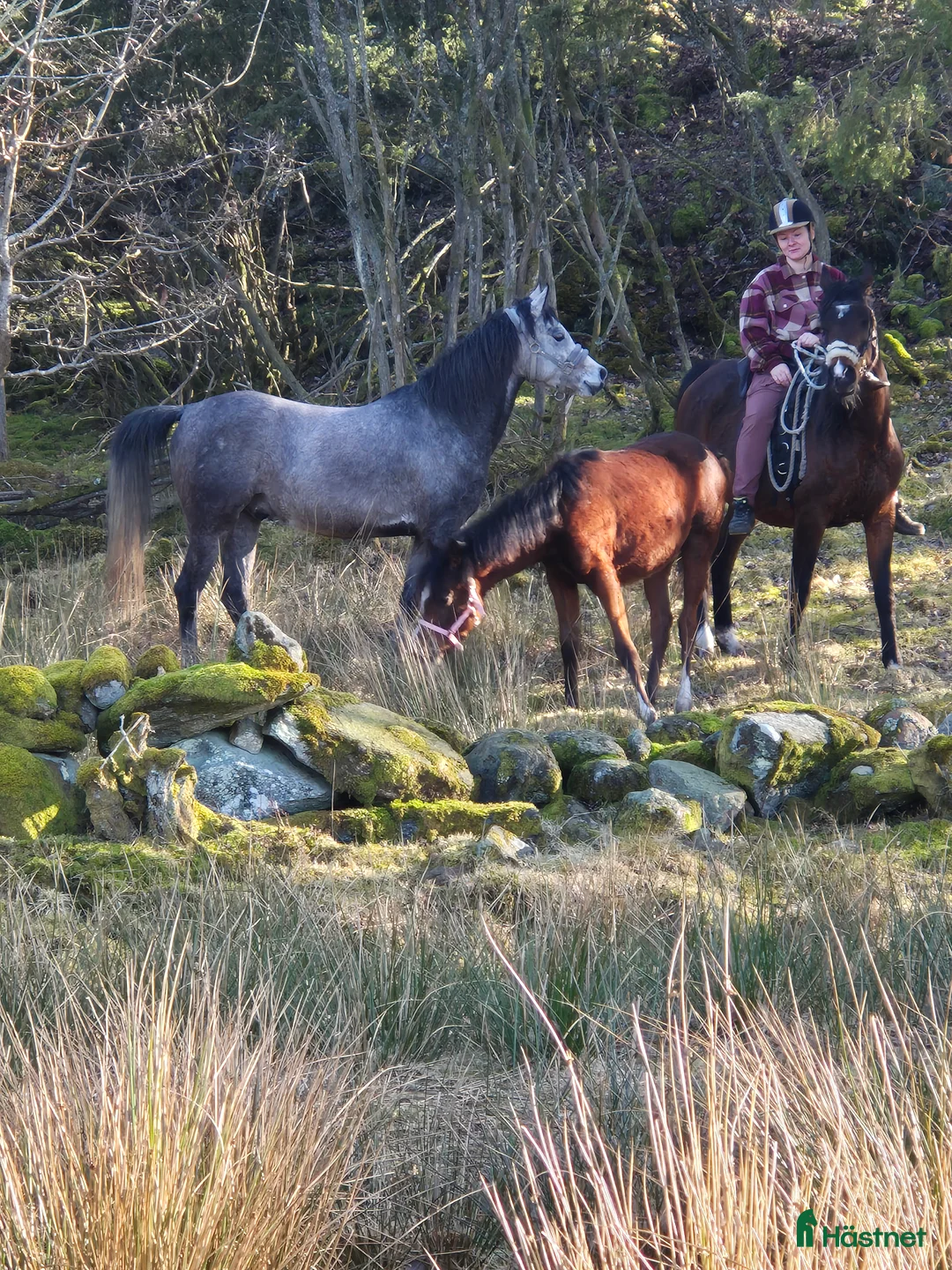  medryttarhäst finnes: Söker medryttare - Annons 2