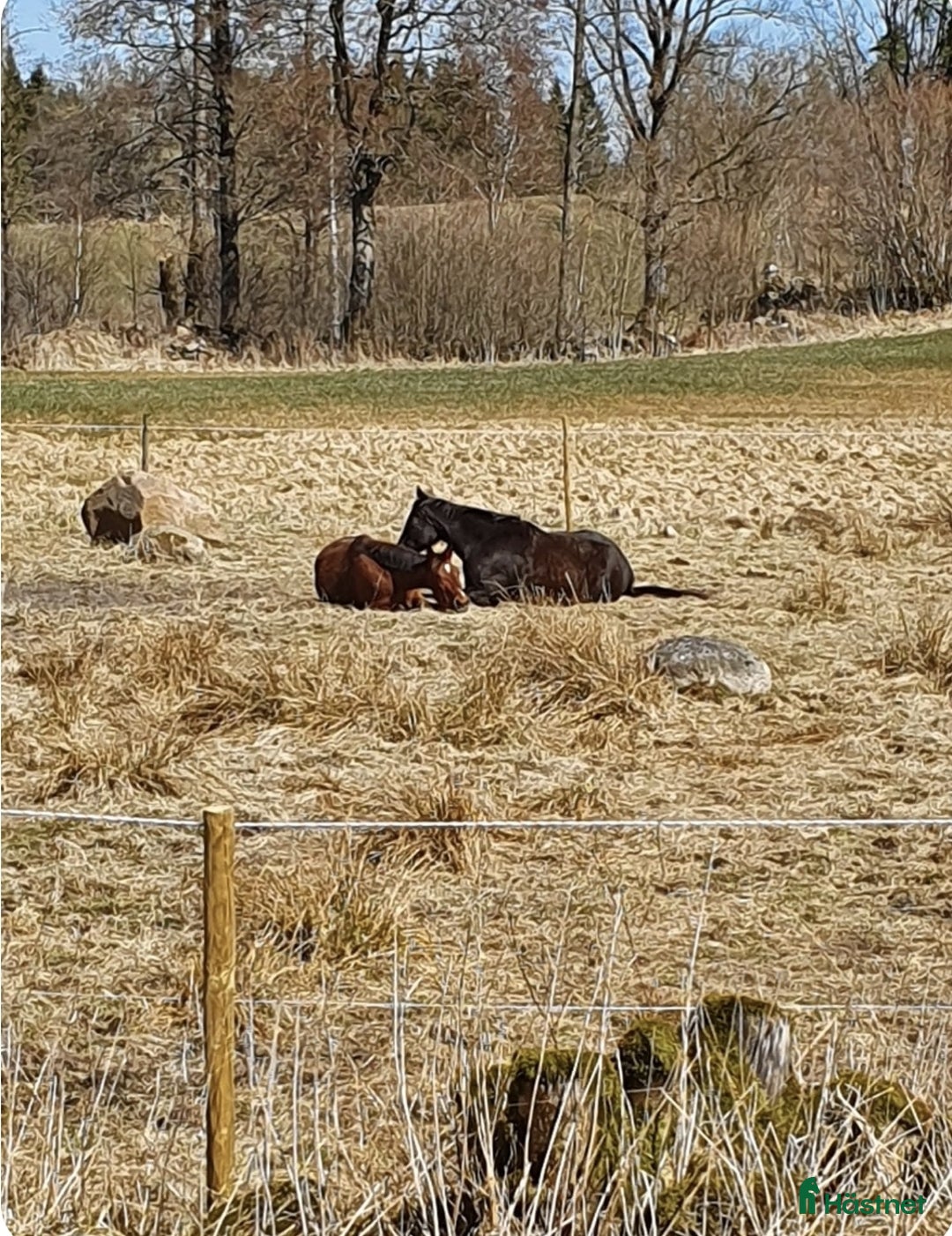  stallplats finnes: Lösdrift med full service i Ulricehamn - Annons 3