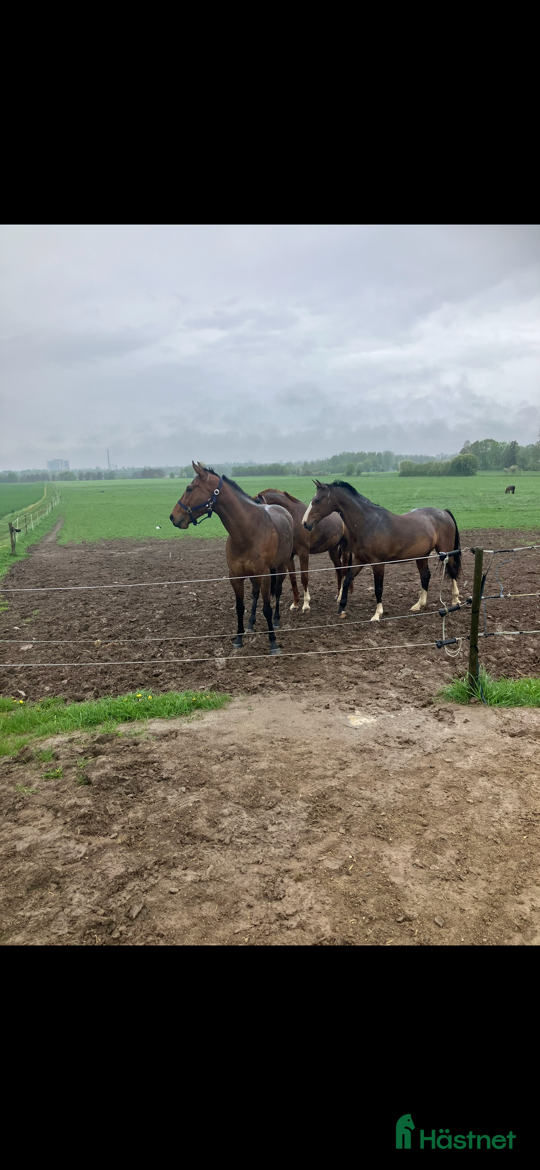  foderhäst sökes: Sommarhäst 2026 Välkomnas i Kristianstad - Annons 6