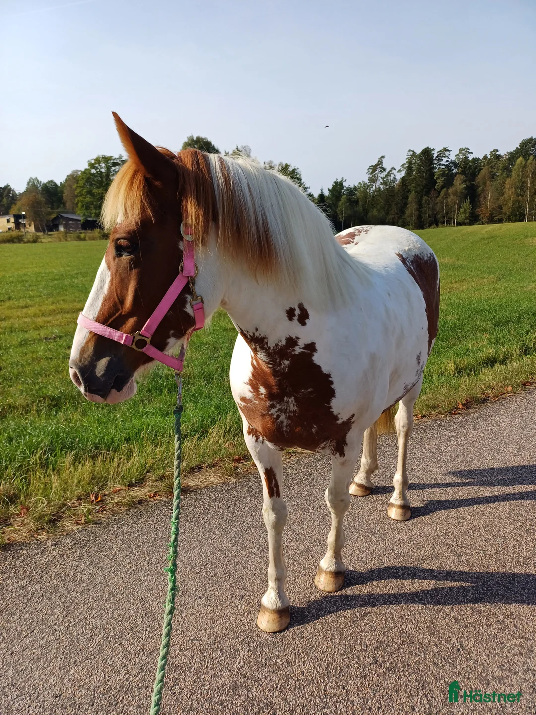 Allround hästar till salu: Positiv valack - Annons 2