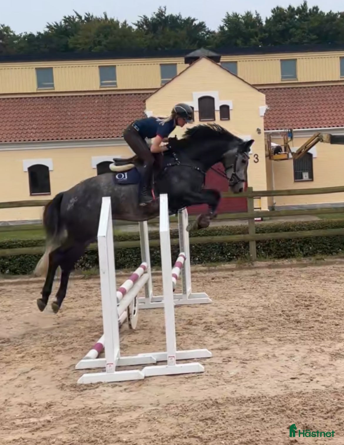  hästar Mycket trevlig valack för hoppning el fälttävlan  i Sjöbo - Annons 5