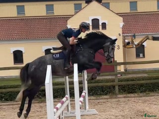 hästar Mycket trevlig valack för hoppning el fälttävlan i Sjöbo - Annons 17