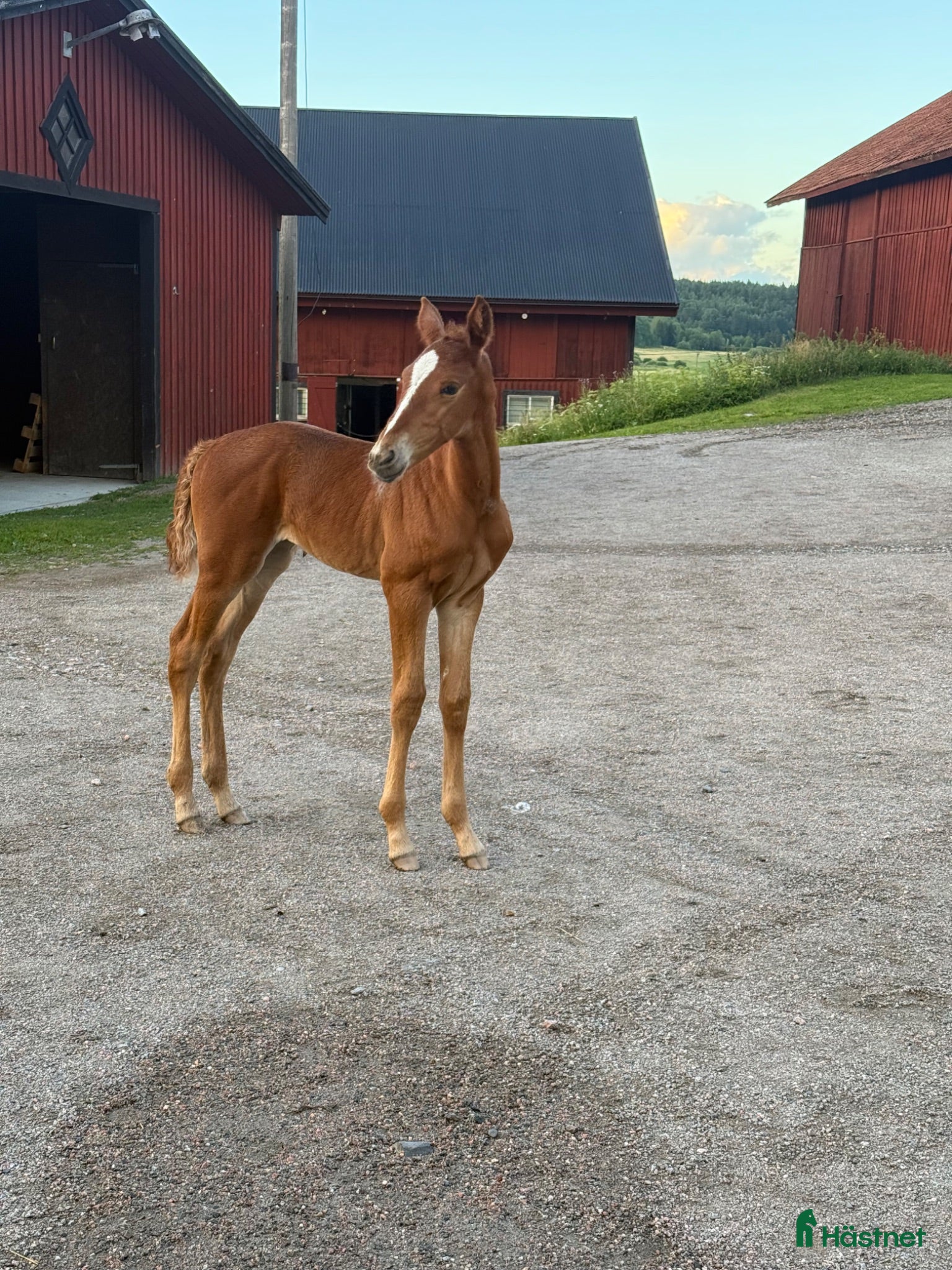  hästar Stoföl efter Flocki d'Aurcy  - Annons 5