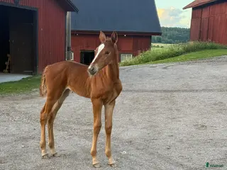 hästar Stoföl efter Flocki d'Aurcy - Annons 4